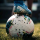 Der Tipster King of soccer