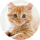 Der Tipster Redcat