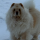 Der Tipster snowchow